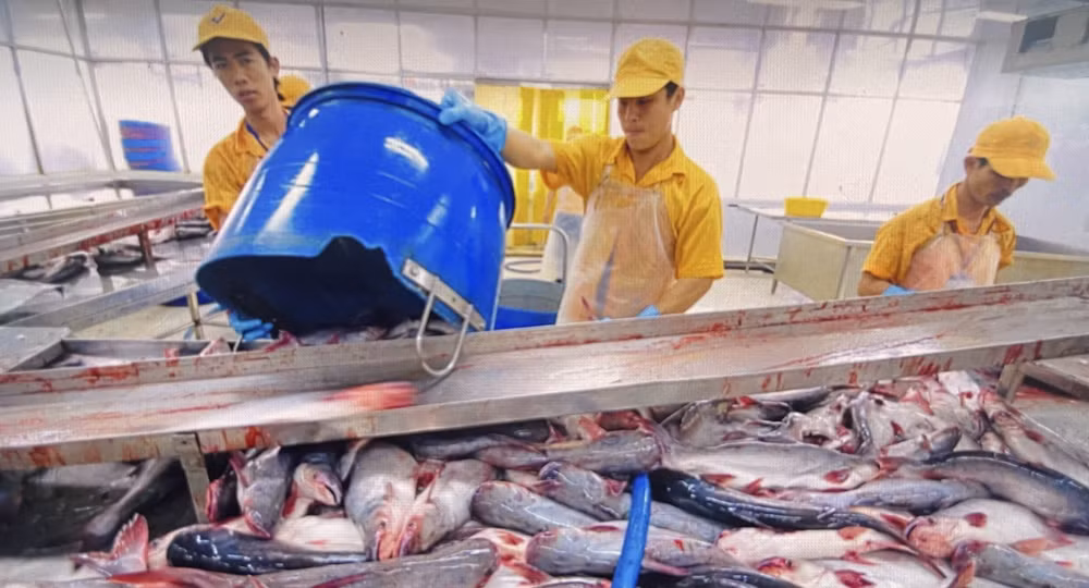 potal-cptpp-la-khoi-thi-truong-nhap-khau-nhieu-ca-tra-thu-2-cua-viet-nam-trong-thang-12025-7880151.jpg