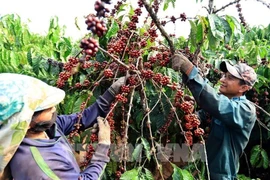 Нидерландская организация «Инициатива по устойчивой торговле» (IDH) финансирует пилотный проект этой системы на 137 000 га плантаций кофе. — Иллюстративное изображение (Фото: ВИA)