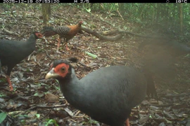 Обследование биоразнообразия зафиксировало 27 видов диких животных, в том числе 8 видов млекопитающих и 19 видов птиц и наземных видов. Фото Правления по управлению комплексом святилища Мишон.