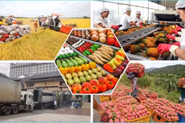 Вьетнам диверсифицирует рынки сбыта сельскохозяйственной продукции на фоне изменений в мировой торговле. (Фото: ВИA)