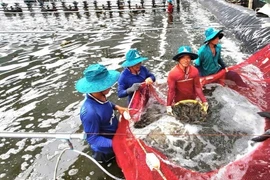 В 2025 году Китай стал крупнейшим рынком сбыта вьетнамских креветок с общим объемом импорта на сумму 1,3 млрд долл. США, что на 55% больше по сравнению с 2024 годом. Фото ВИА 