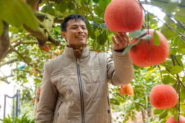 Деревня Донгкао, община Чангвьет (уезд Мелинь, Ханой) выращивает редкий сорт помело с красной мяткостью. В последние годы помело с красной мятькостью Донгкао часто пользуется спросом среди потребителей в качестве подарков и подносов с пятью фруктами. (Фото: Вьетнам+)