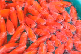 Цены на красных карпов для ритуала остаются вполне разумными: от 25 000 до 75 000 донгов за три рыбы в зависимости от размера. (Фото: ВИА) 