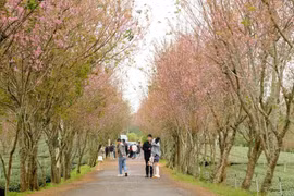 Вишневые деревья в полном цвету вдоль дороги в Каудат (община Суанчыонг, город Далат) стали популярной достопримечательностью среди туристов, которые приезжают полюбоваться и сфотографировать пейзаж. (Фото: ВИА)