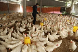 Экспорт продукции животноводства Вьетнама за первые девять месяцев составил 447,5 миллиона долларов США. (Фото: ВИА) 