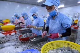 Переработка креветок на экспорт в провинции Даклак. (Фото: ВИА) 