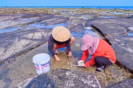 Люди собирают морепродукты на острове Батьлонгви. (Фото: Qdnd.vn)