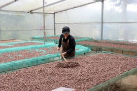 Переработка какао-бобов на предприятии ООО «Бản Cacao». 