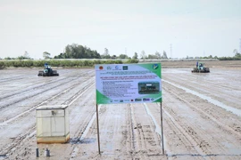 На сегодняшний день почти 400 000 гектаров в дельте Меконга зарегистрированы для внедрения устойчивых процессов выращивания риса. (Фото: ВИА) 