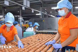 Работники упаковывают яйца на заводе компании QL Vietnam Agroresources Co. Ltd. (Фото: ВИА) 