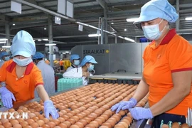 Работники упаковывают яйца на заводе компании QL Vietnam Agroresources Co. Ltd. (Фото: ВИА) 