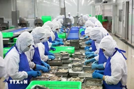 Линия первичной переработки экспортных креветок в уезде Биньчань, Хошимин. (Фото: ВИА)
