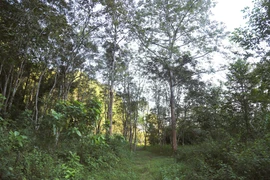 Периферийный ботанический сад Пухуонг