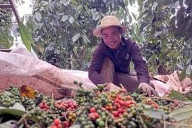 Экспортная выручка от перца достигла рекордного уровня в 2025 году (Фото: ВИА) 