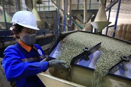 Переработка кофе на предприятии Simexco Dak Lak. Продукция с низким, прозрачным и эффективно управляемым углеродным следом будет обладать долгосрочными конкурентными преимуществами. (Фото: ВИА)