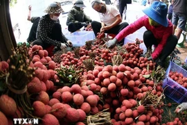 Личи, произведенные в Лукнган, Бакнинь (Фото: ВИA)