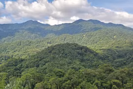 Вьетнам входит в число ведущих стран Азии в области восстановления лесов и устойчивого управления лесными ресурсами. Фото: ВИА. 