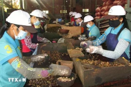 Общая стоимость экспорта сельскохозяйственной, лесной и рыбной продукции в первом квартале 2025 года достигла 15,72 миллиарда долларов США. (Фото: ВИA)