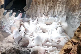 С начала этого года в 28 из 34 провинций и городов было зарегистрировано более 514 вспышек, в результате которых более 30 000 свиней были инфицированы, убиты или выбракованы. (Иллюстративное фото: ВИA)