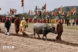 Нгуен Нгок Ан (76 лет, проживает в общине Тьеншон, город Зуйтьен, провинция Ниньбинь) исполнил роль короля Ле Дай Ханя, принимая участие в ежегодной вспашке поля в начале года вместе с народом. (Фото: Чан Вьет/ВИА) 