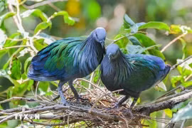 Голубь Никоба в национальном парке Кондао. (Фото: ВИA)