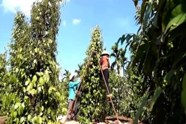 **Фермеры провинции Зялай собирают перец.(Фото: ВИА) 