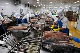 Работники рыбохозяйственного предприятия Биньдинь (BIDIFISCO) перерабатывают морского тунца для экспорта в Японию, США и Европу. (Фото: ВИA)