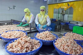 Переработка креветок на экспорт в компании Huy Nam, провинция Анзянг. (Фото: ВИА) 