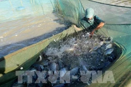 Новые возможности для экспорта вьетнамской тилапии (Фото: ВИA)