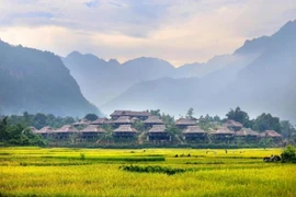 Золотое рисовое поле в уезде Майчау провинции Хоабинь. (Фото: Mai Chau Ecolodge)