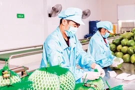 Вьетнамские экспортеры адаптируются к обостряющемуся конфликту на Ближнем Востоке