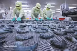 Черных тигровых креветок замораживают для экспорта на перерабатывающем предприятии корпорации Minh Phu Seafood. (Иллюстративное фото: ВИА) 