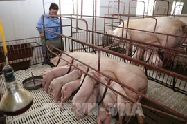Кооператив по разведению свиней и животноводству Mиньлок в общине Камминь, провинция Хатинь. (Фото: ВИA)
