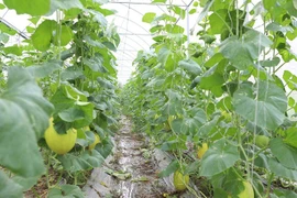 Провинция Бакнинь стремится к дальнейшему расширению моделей органического сельского хозяйства и продвижению высокотехнологичных методов ведения сельского хозяйства. (Фото: bacninh.gov.vn) 