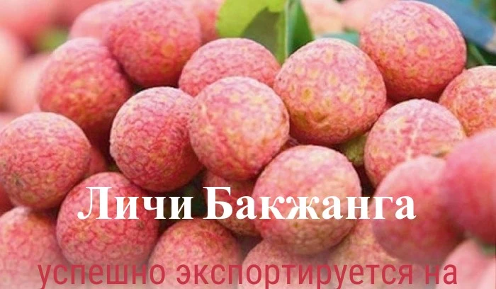 Личи Бакжанга успешно экспортируется на многие "привередливые" рынки