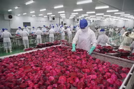 Цепочка переработки фруктов драконов на фабрике Lavifood в провинции Лонган (Фото: ВИА)