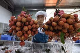 Линия предварительной обработки личи на экспорт. (Фото: ВИА)