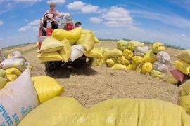 В этом году экспорт сельскохозяйственной, лесной и рыбной продукции планируется на уровне 50 млрд. долл. США. (Фото: ВИА) 