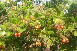 Провинция Биньфыок считается "столицей" Вьетнама по выращиванию кешью, поскольку ее площадь и объем производства составляют более половины от общего объема по стране. (Фото: ВИA)