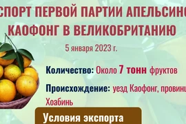 Экспорт первой партии апельсинов Каофонг в Великобританию