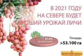 В 2021 году на севере будет хороший урожай личи