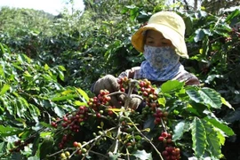 Стоимость экспорта кофе в декабре 2021 года увеличилась на 26,2% по сравнению с ноябрем 2021 года. (Фото: kinhtedothi.vn) 