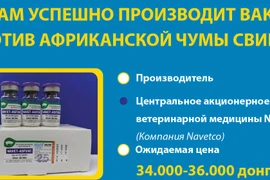 Вьетнам успешно производит вакцину против африканской чумы свиней