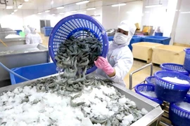Завод по переработке креветок Minh Phu Seafood Group в провинции Камау (Фото: ВИА) 