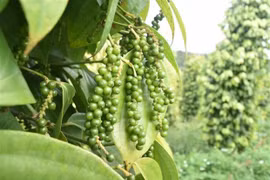 Даклак - ключевое место выращивания перца во Вьетнаме (Фото: ВИА) 