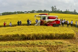 Создание бренда вьетнамской сельскохозяйственной продукции