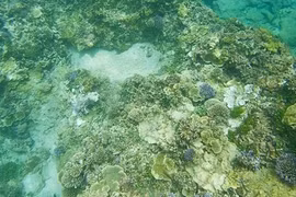 Коралл серьезно поврежден ядовитыми морскими звездами (фото любезно предоставлено Нгуен Ван Жой)