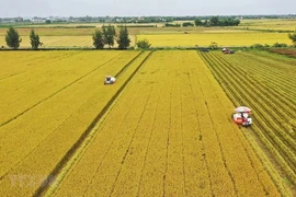 «Глоток свежего воздуха» способствует модернизации сектора по производству риса