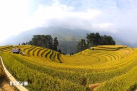 Рисовые террасы изящно изгибаются в форме полумесяца. (Фото: ВИА)