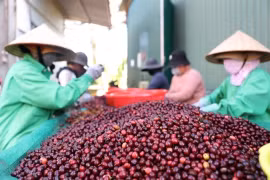 Фермеры классифицируют кофейные зерна. По оценкам, за первые пять месяцев этого года экспорт кофе достиг 2,9 миллиарда долларов США, что на 43,9 процента больше, чем за тот же период прошлого года. (Фото: ВИА) 